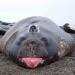 Seal scientists