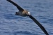 Foraging flights