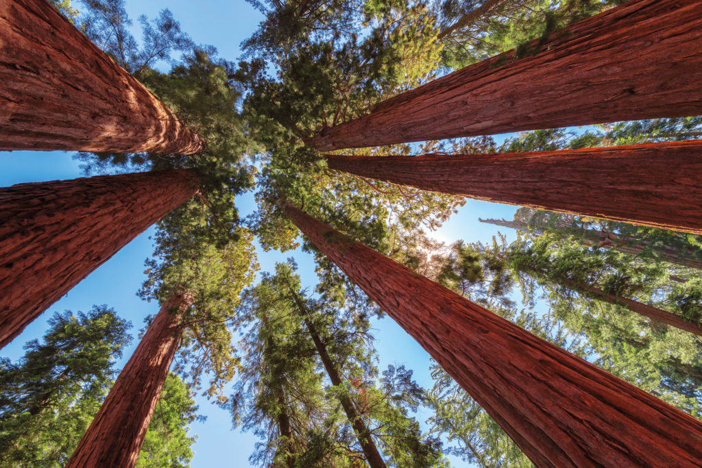 Top Tips fom Tree Tops Trees 1024x683