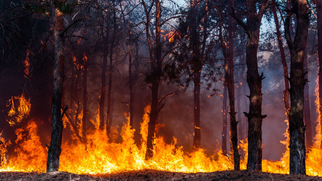 Trees power this alarm system for remote forest fires 1030 LEM Fire Sensor 1028x579 1024x577