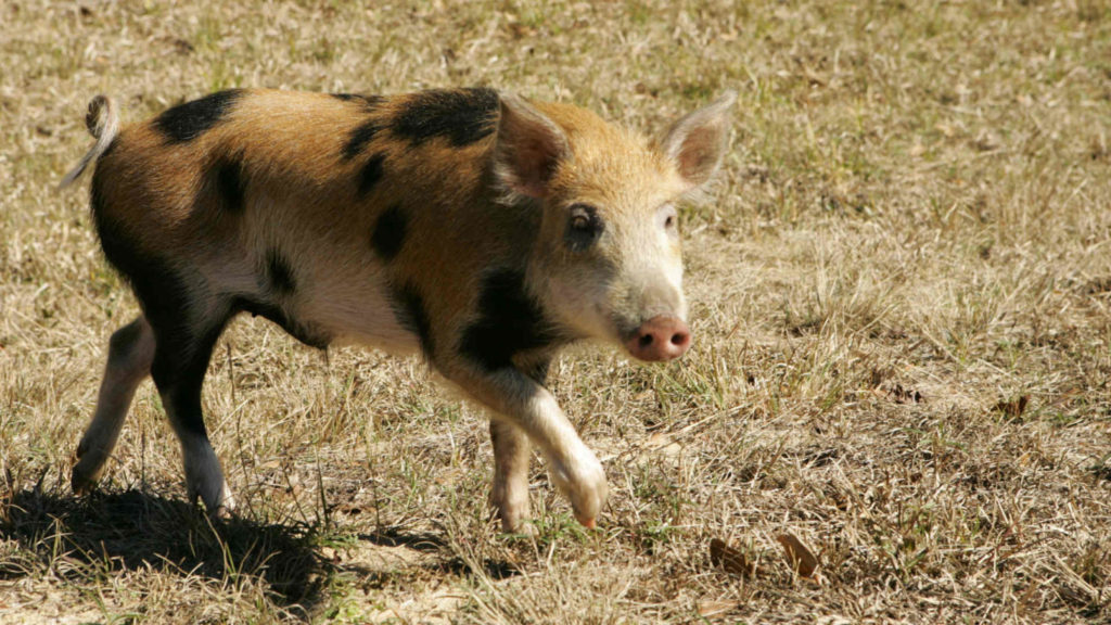 Pig 1024x576