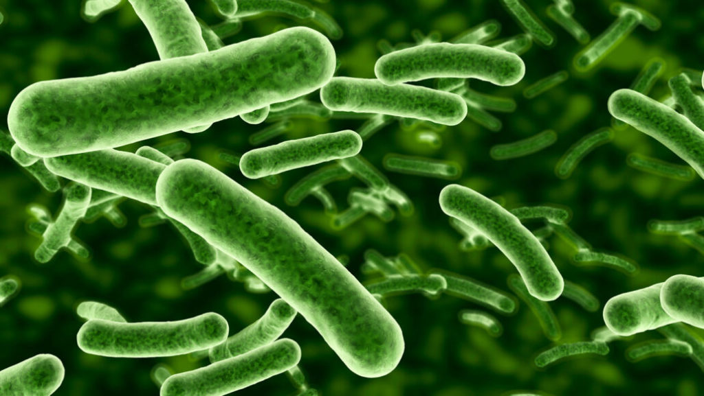 Bactderia 1024x577