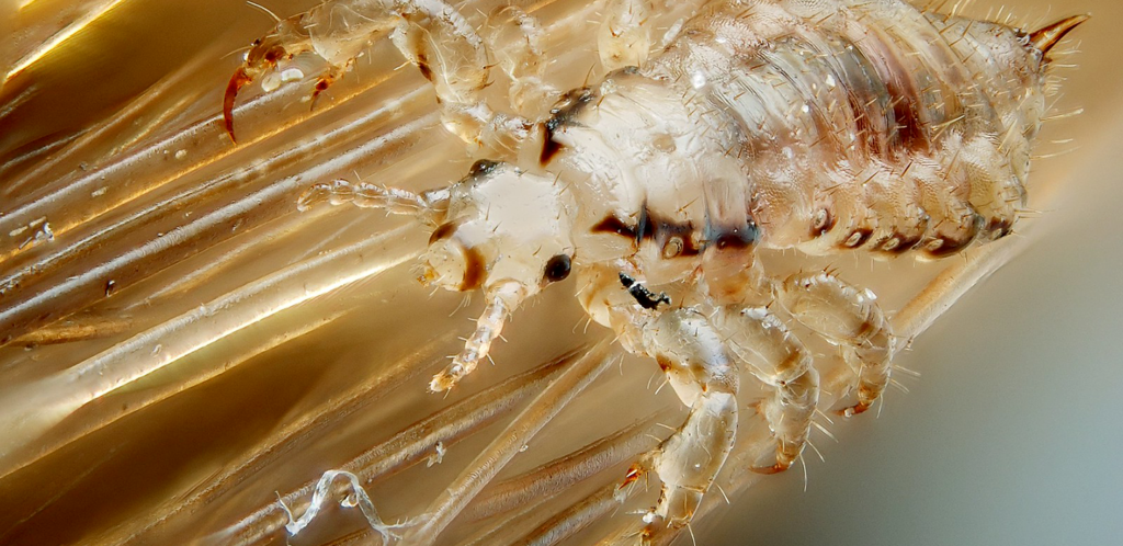 1440 Parasite Conservation Feat 1440x700 1024x498