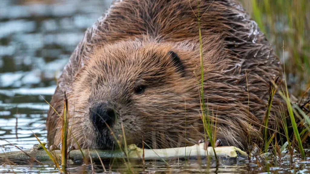 Human-built ‘beaver’ dams help save struggling streams 1440 Beavers Carbon Feat 1024x577